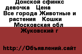 Донской сфинкс девочка › Цена ­ 15 000 - Все города Животные и растения » Кошки   . Московская обл.,Жуковский г.